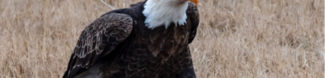 Bald Eagle Spotlight: Relish featured image.