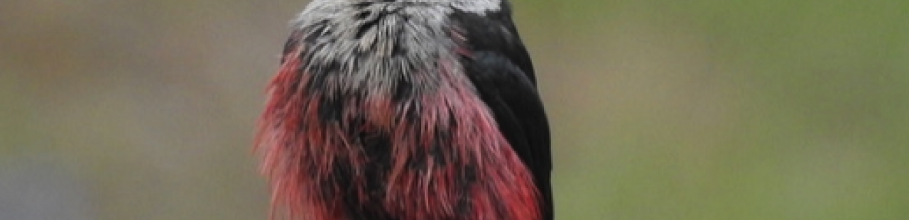 Migratory Lewis’s Woodpeckers Return featured image.