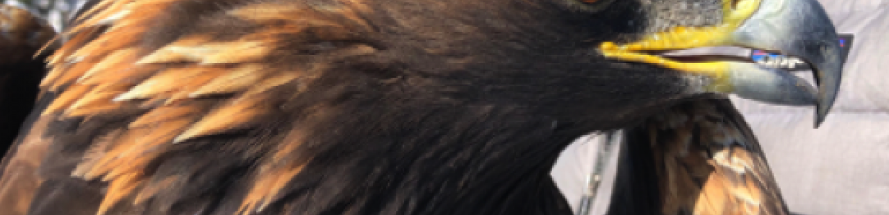 Golden Eagle Spotlight: Ronda featured image.