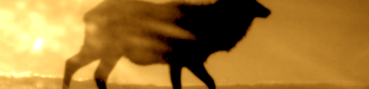 Wounding Loss During Big Game Hunting Season featured image.