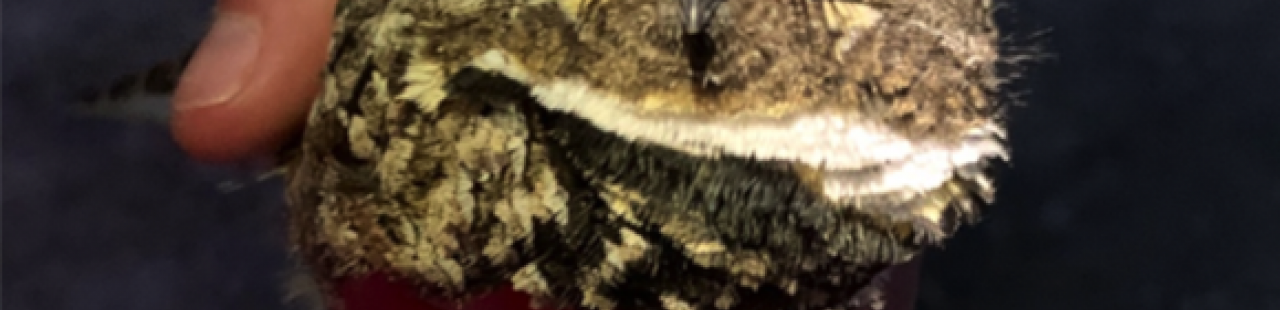 The Secret Nocturnal Life of the Common Poorwill featured image.