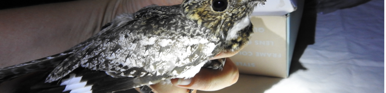 Common Nighthawk Study Update featured image.