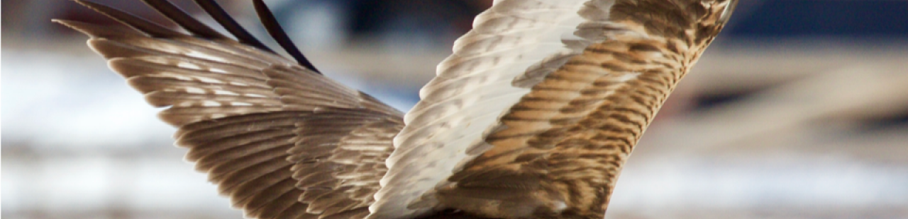 Winter Raptor Surveys in the Bitterroot Valley featured image.