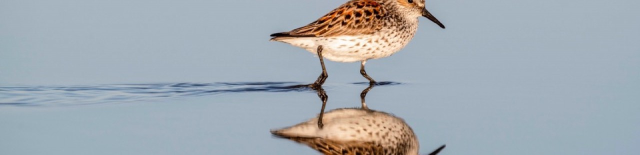 Western Sandpiper Migration Motus Detections featured image.