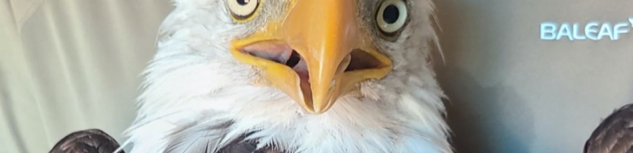 Rehabilitated Eagles Caught on Camera featured image.