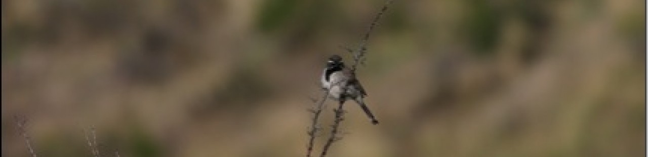 A Rare Sparrow Documented on the Ranch featured image.