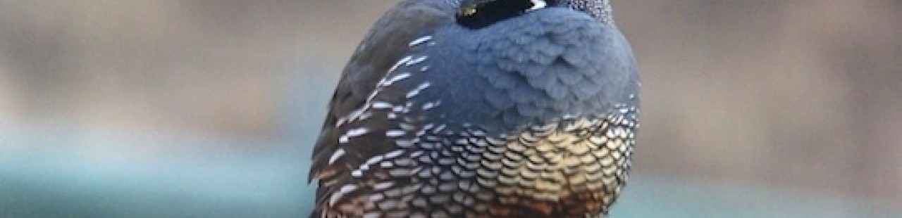 First California Quail on the Ranch featured image.