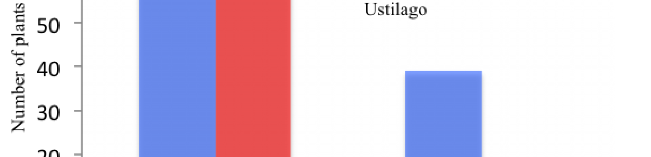 Successful Inoculation of Cheatgrass with Ustilago Bullata featured image.