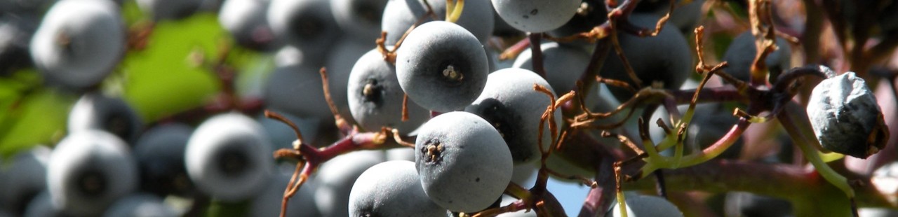 Turning Elderberries into Jam featured image.