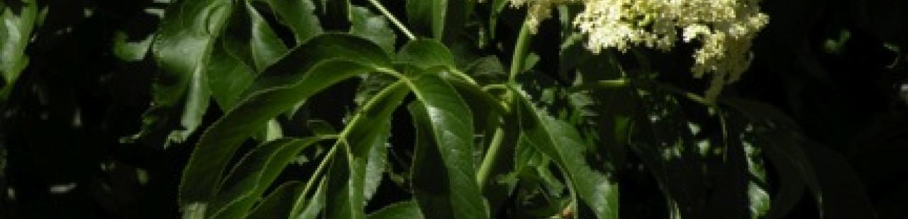 Making Juice from Elderberry Flowers featured image.