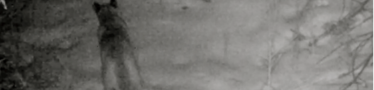 Mountain Lion Tracking featured image.
