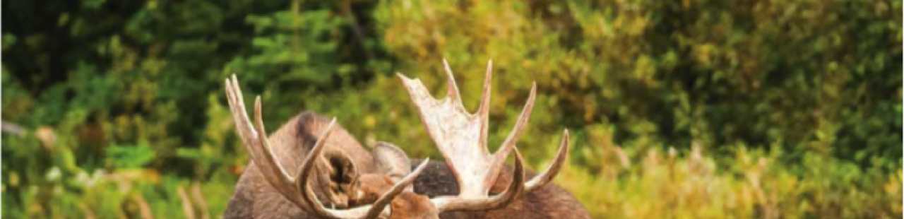 Scavengers in Montana Naturalist featured image.