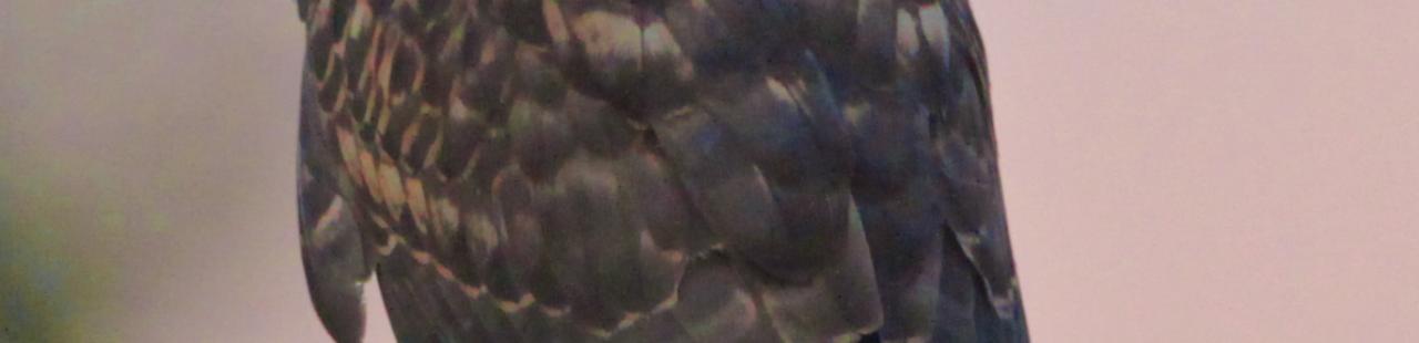 Winter Raptor Survey Initial Results featured image.