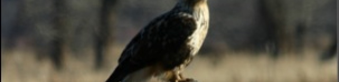 Fifth Winter Raptor Survey Results featured image.