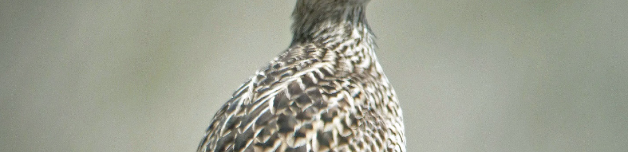 Is Western Montana a Migration Corridor for Upland Sandpipers? featured image.
