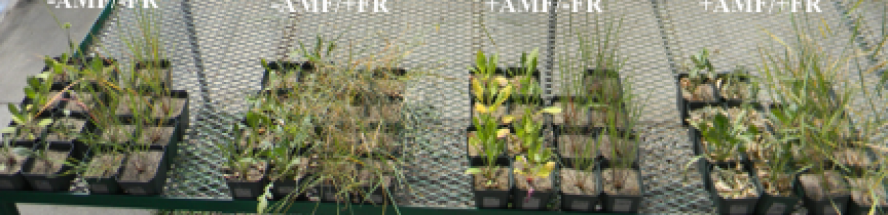 How Does Fire Retardant Influence Arbuscular Mycorrhizal Fungi? featured image.