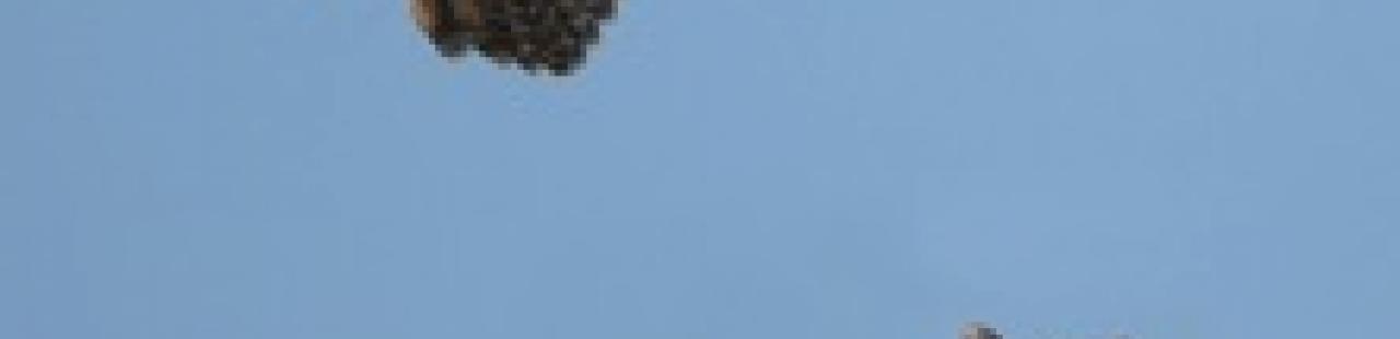 Unusual Owl Sighted featured image.