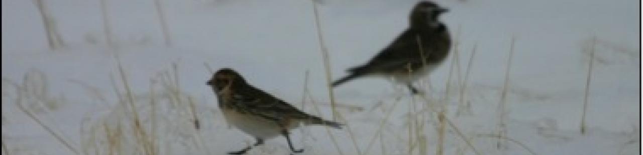 A New Winter Resident, or Just Hard to Find? featured image.