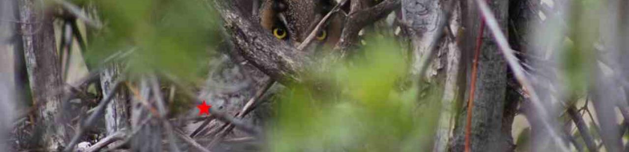 Long-Eared Owl Nests featured image.