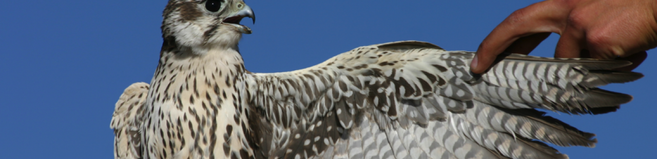 Raptor Migration Numbers Increase featured image.
