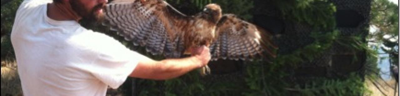 Fall Raptor Surveys featured image.