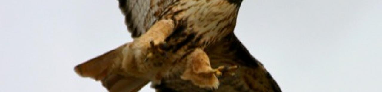 Spring 2013 Raptor Migration Update featured image.