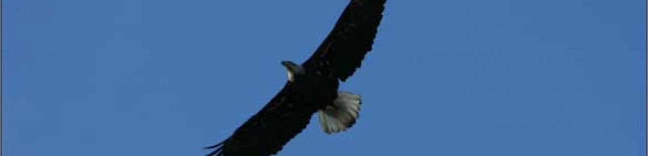 Raptor Migration Picks Up During Second Week Of Migration featured image.