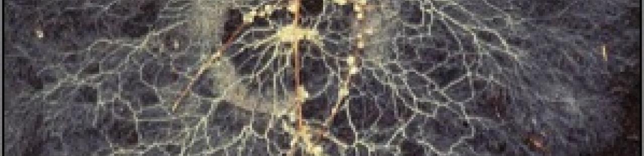 Come hear about creatures in the soil this Wednesday, Feb. 27th featured image.