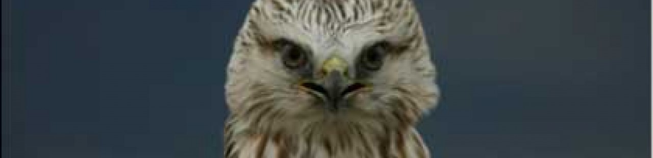 2012 Spring Raptor Survey featured image.