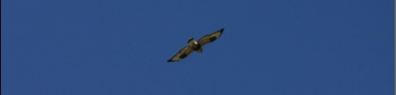 Spring Raptor Migration Update- Week 3 featured image.