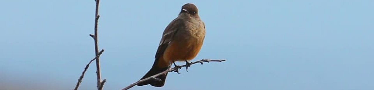 Overwintering Say’s Phoebe featured image.