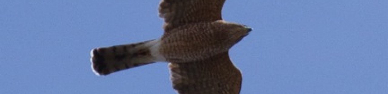 Spring Raptor Migration Update- Week 5 featured image.