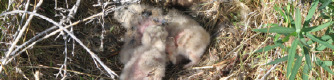 Short-eared owl nest found! featured image.