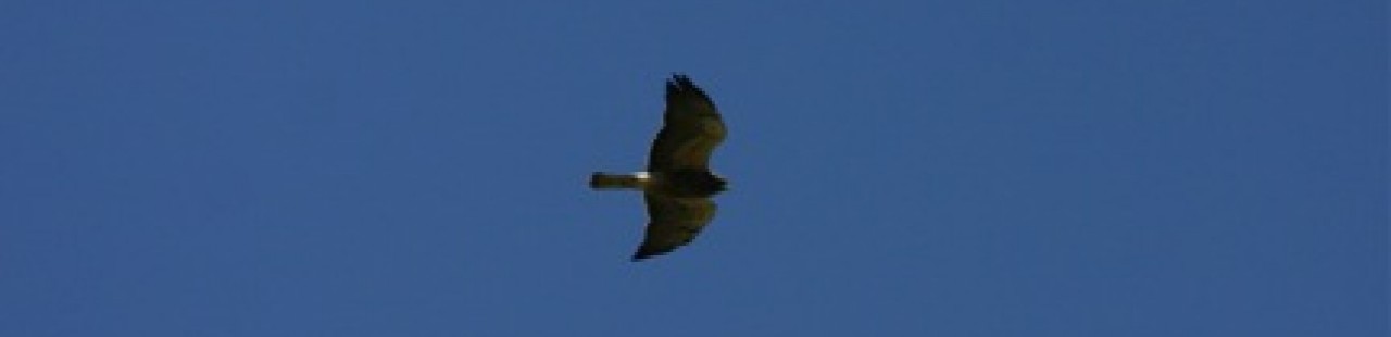 Raptor Migration 2013 Update 4 featured image.