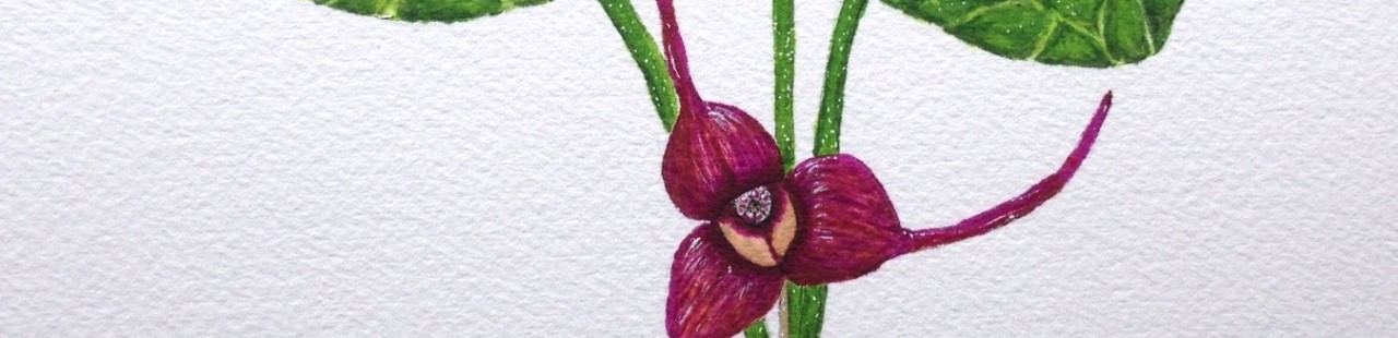 Wild Ginger featured image.