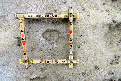 We even managed to see some coyote tracks frozen in the sand. 