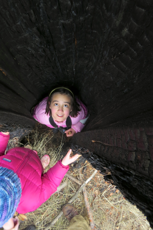 Another source of fascination was a ponderosa pine hollowed by fire.  