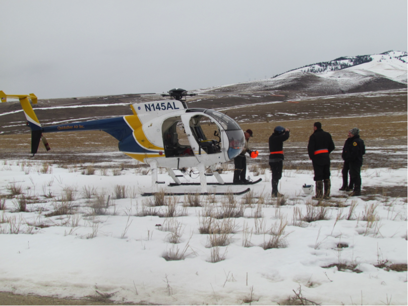 The helicopter crew discussed their plan of action in detail. After netting an elk, biologists would jump out and use hobbles stored around their waists to immobilize the animal.