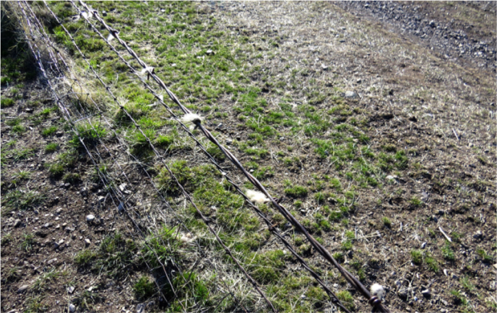 The photo above shows a dilapidated section. We see patches of hair on the barbs, both in the main photo and the inset. 