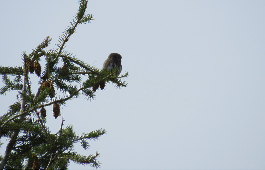 3/18/15: Back at it on Wednesday; at 1:10 pm Kate and I find #960 near the road junction, where we’ve seen it foraging multiple times. It sits in a Douglas-fir, with a vole in its talons. 