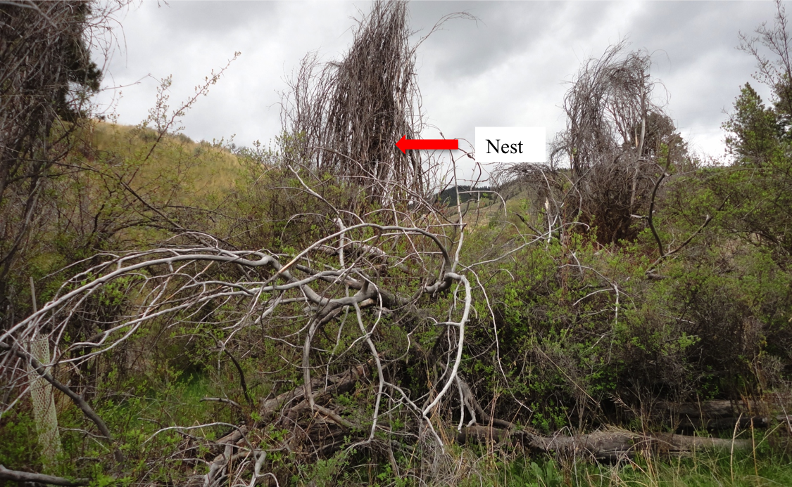 Sheep Camp owl nest