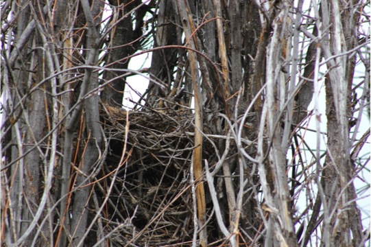 Calm owl in nest