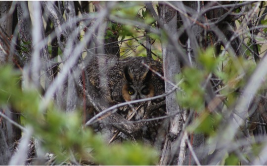 Defensive long-eared owl