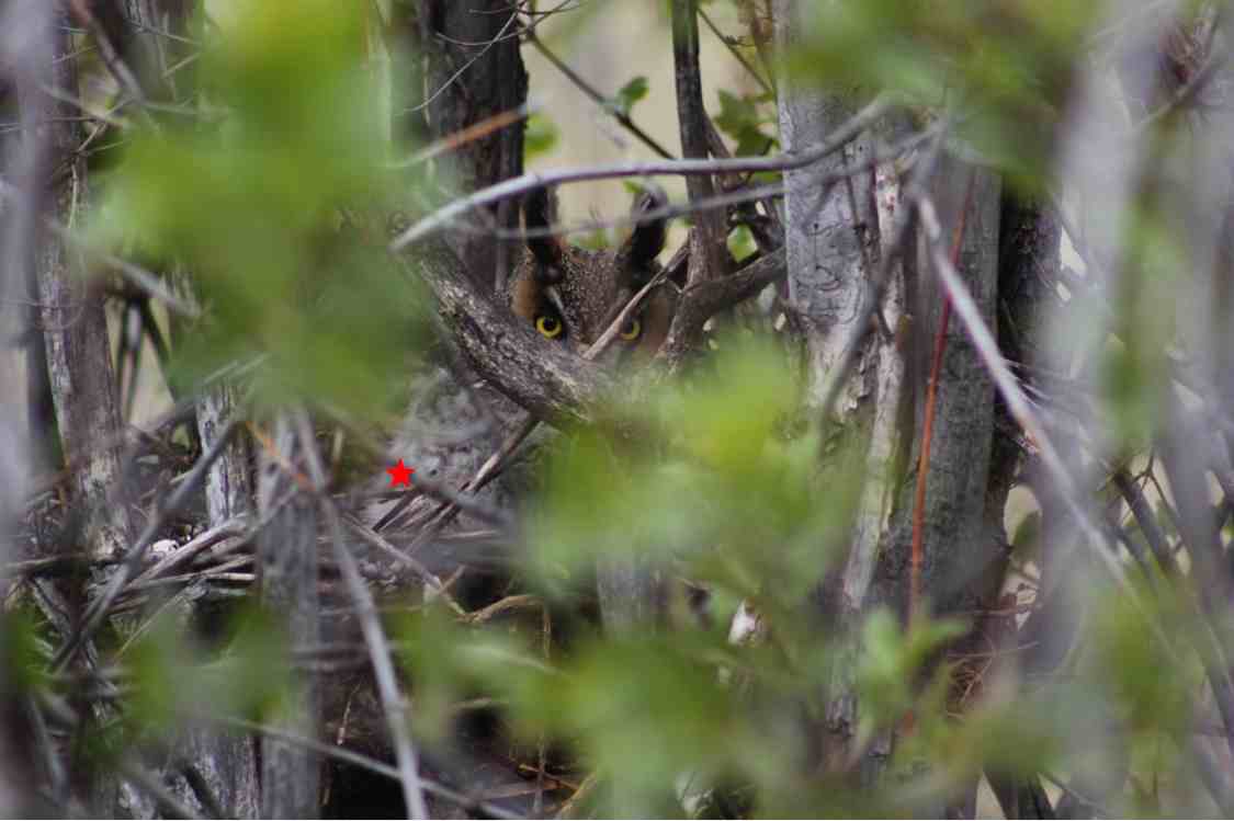 Long eared owl & owlet.