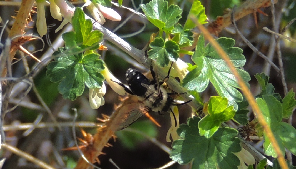 Image 4.  Cuckoo bee Melecta separata is similar in size to its Anthophora (digger bee) hosts.