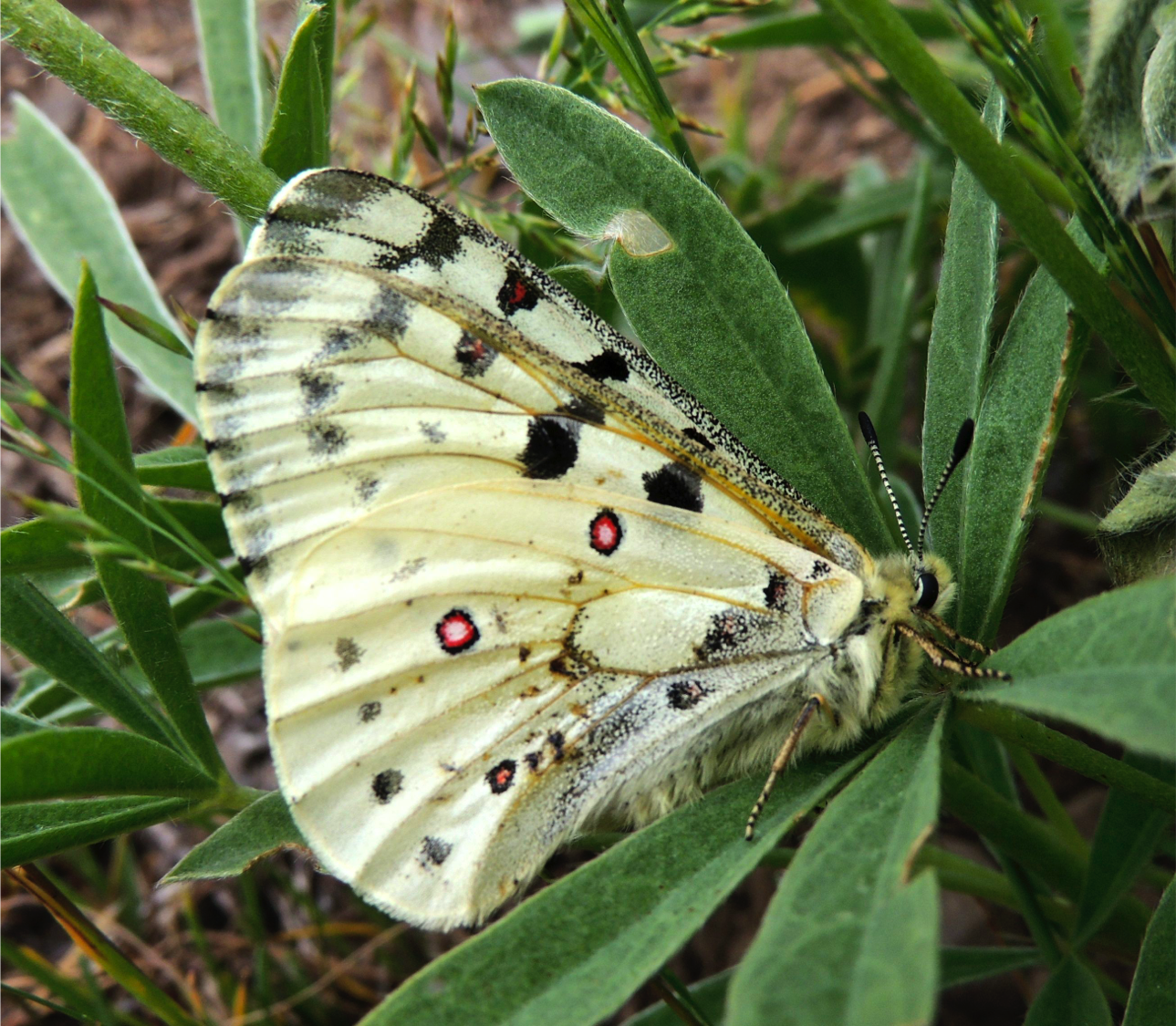 Rocky Mountain Parnassian butterfly