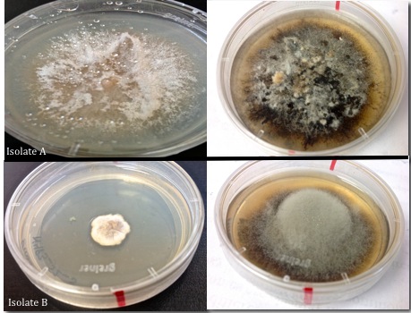 Image 3 shows isolates after one week of growth on the left and the same isolates after two weeks growth on the right. 