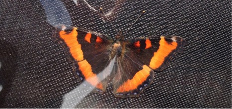 This fresh Milbert’s Tortoiseshell butterfly was a nice find on the top of Mount Baldy.  