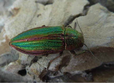 Buprestid beetle