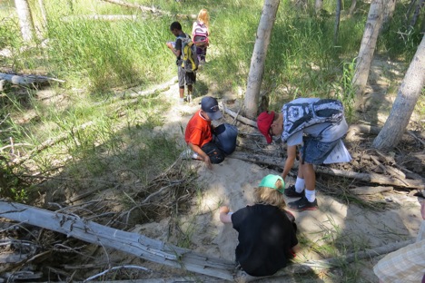 We looked at tracks in the sand left behind by the spring meltwater and then discovered the recent beaver activity along the Bitterroot River. 